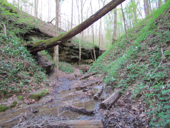 Herp Habitat in Hocking Hills